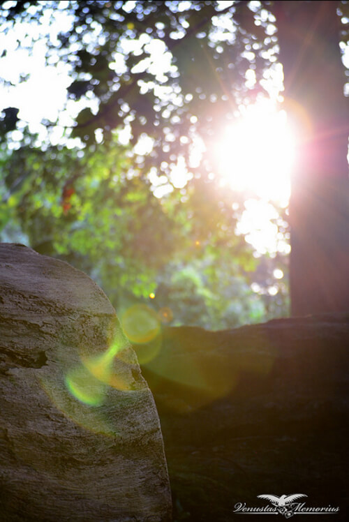 light shines from behind a tree