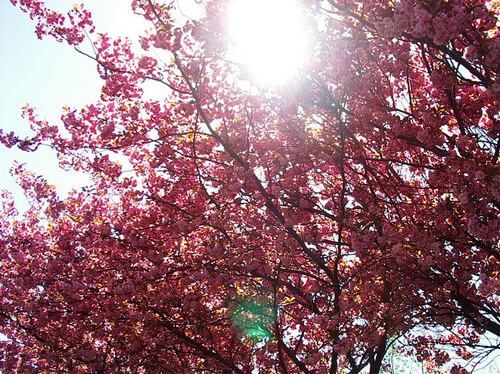 lens-flare-photography