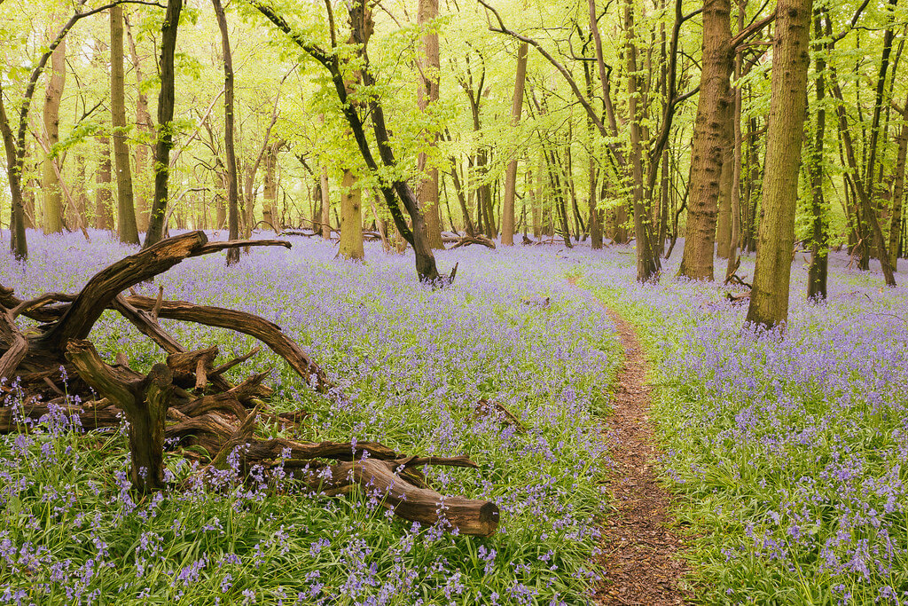 A_Peach - Bluebell woods