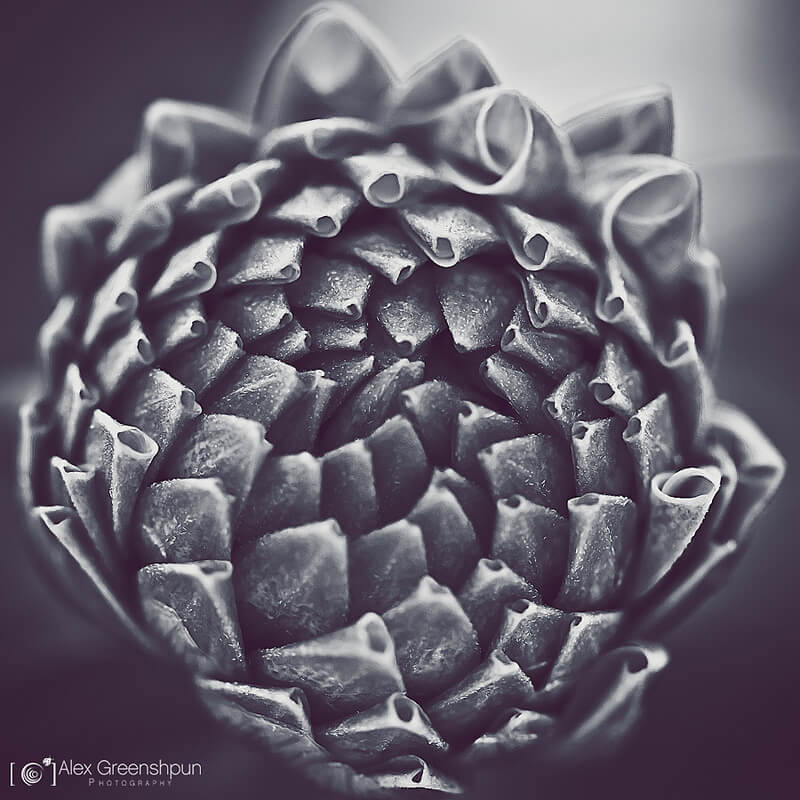 Dahlia bud