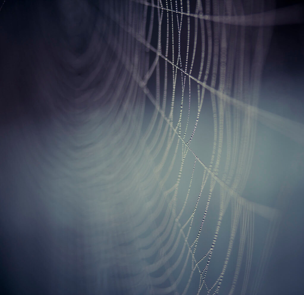 Sarah Bourque - Morning dew spider web