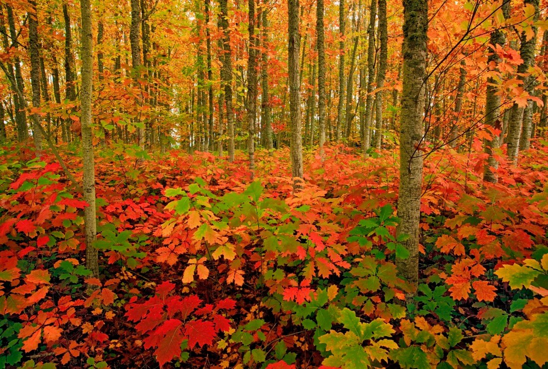 Ian Sane - Autumn Forest