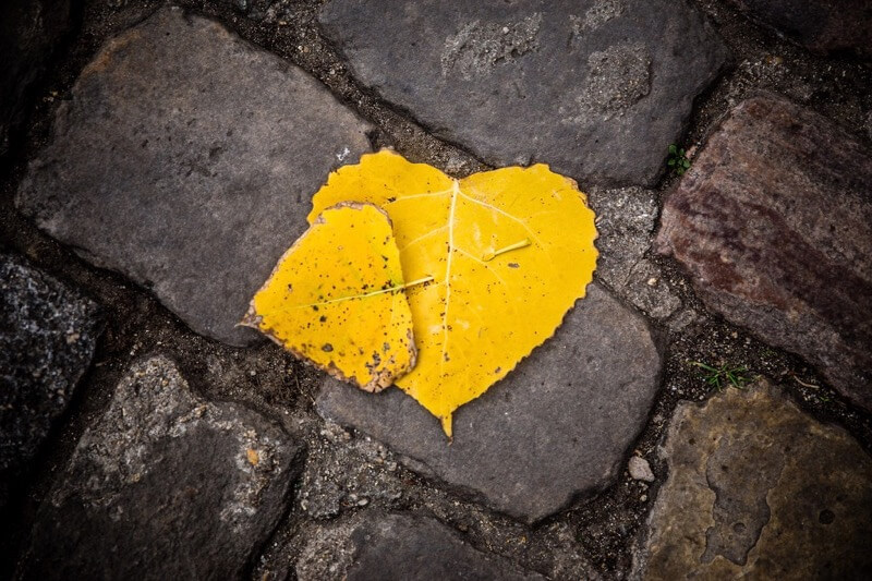 Jean-Jacques MATTEI - Fallen in love