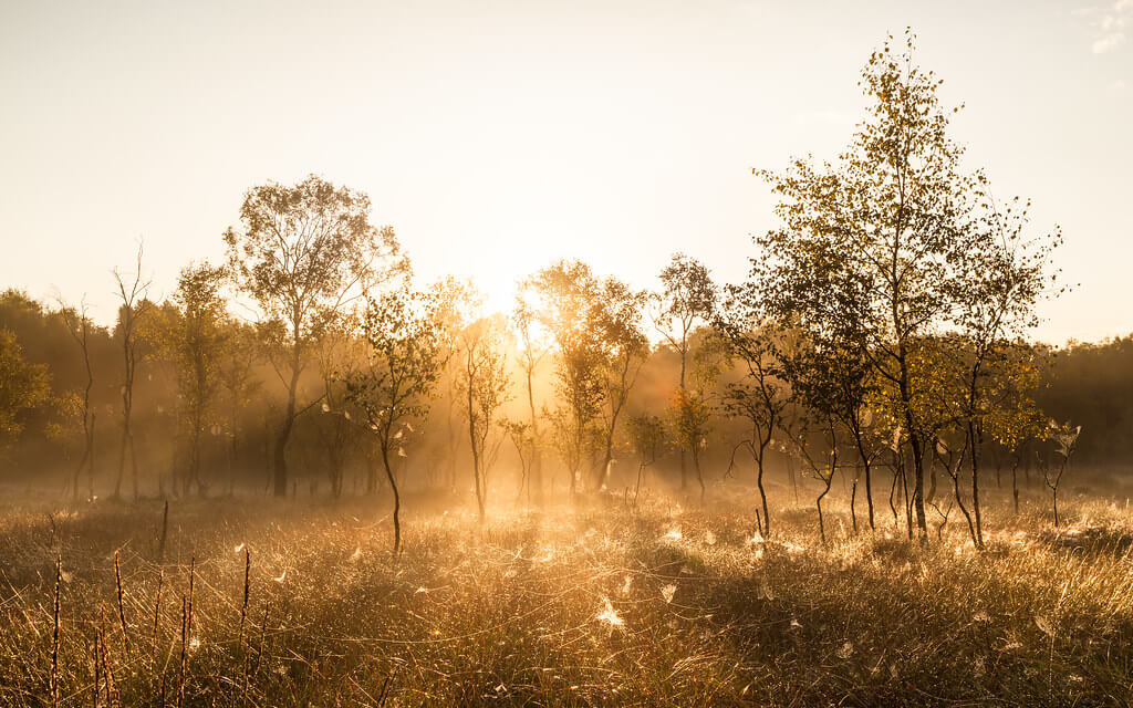 Marco Bergner - Kaltenhofer Moor