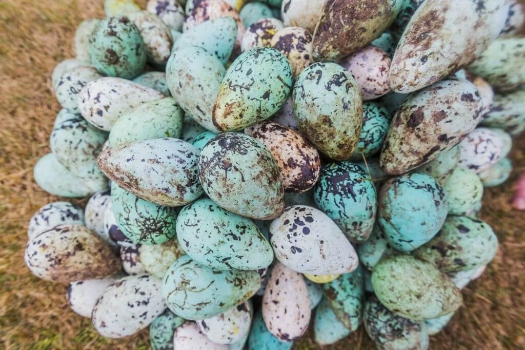 Ragnar Th Sigurdsson/Arctic-Images - Guillemot eggs collected from the cliffs at Ingolfshofdi, Iceland