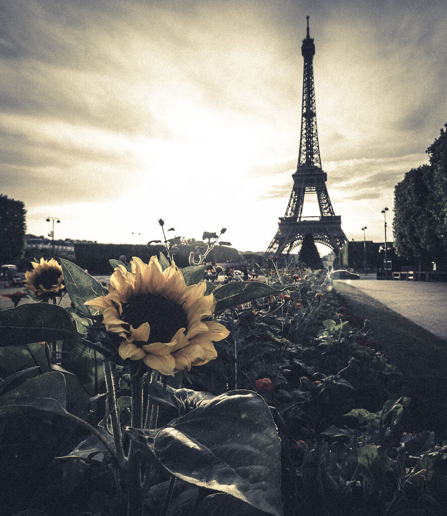 Matthew Johnson - Sunflower Eiffel Tower