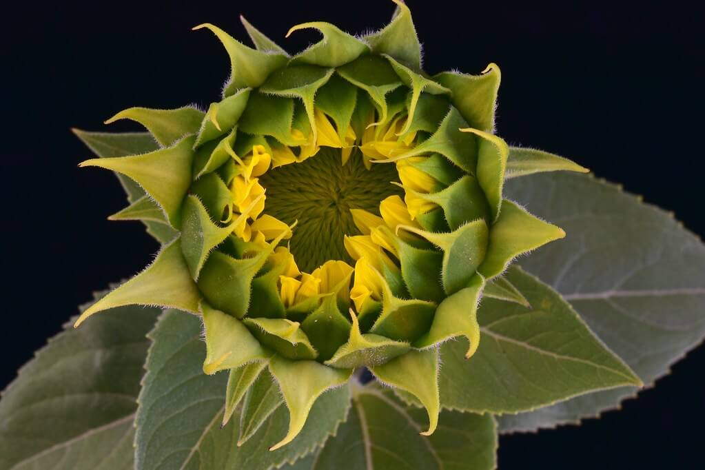 Larry Lamsa - Sunflower