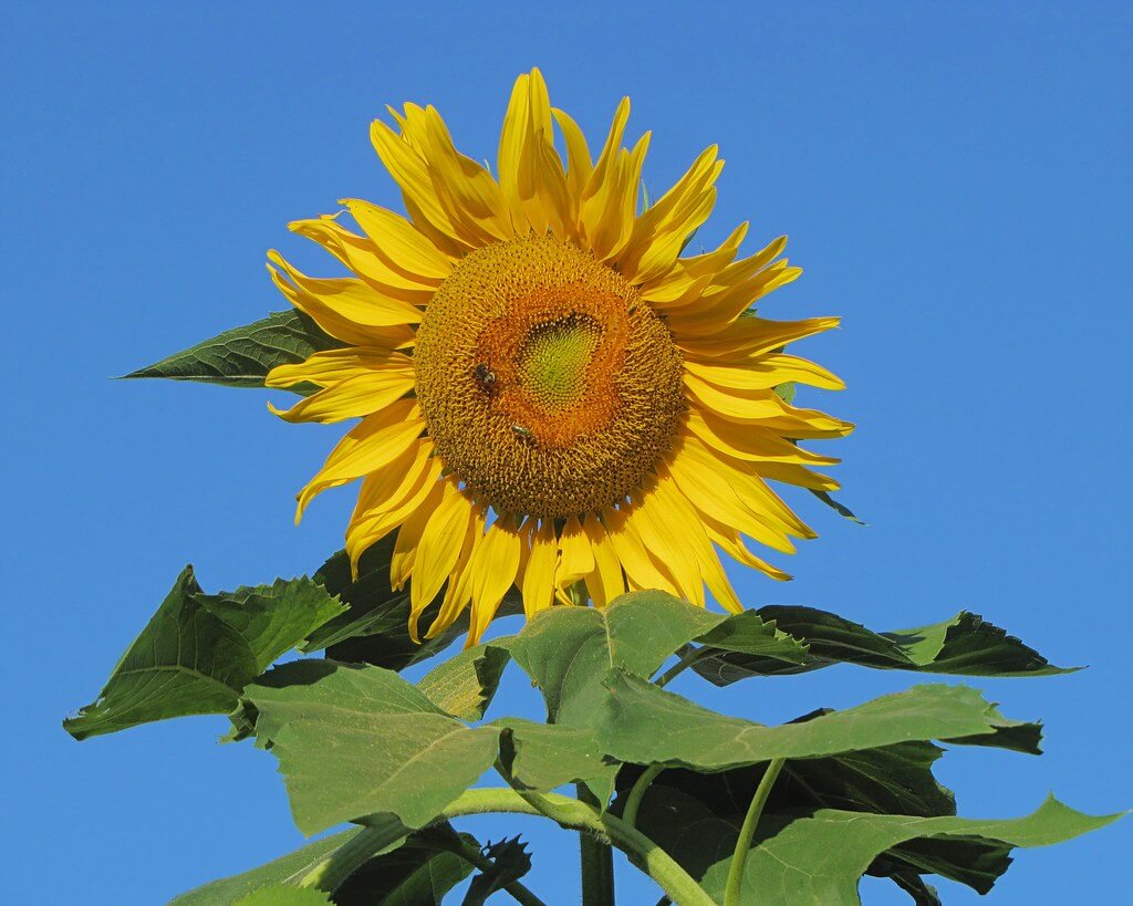 John Rosemeyer - Sunflower