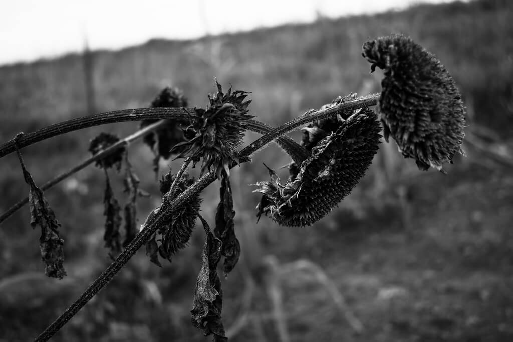 Marina Burić - Dead Sunflower