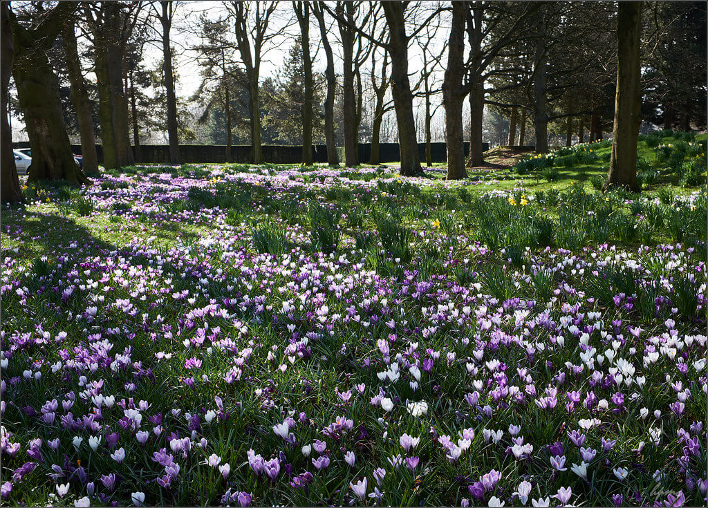 Hector - Leeds - Temple Newsam Park