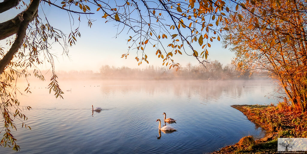 Robert Felton - Dovecote Swans