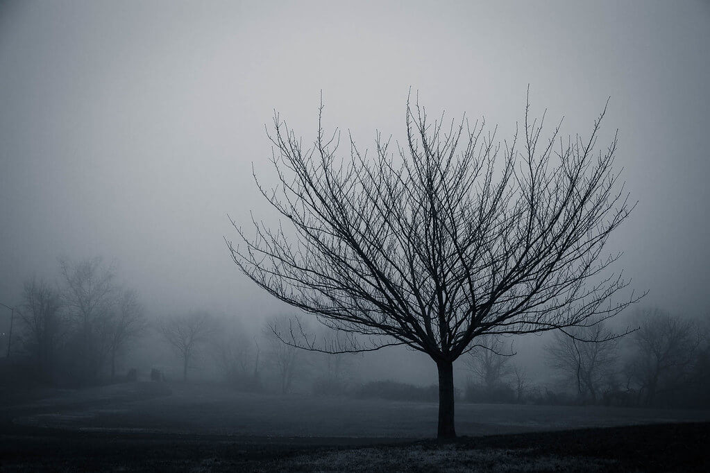 Joe - Tree on a Cold, Foggy Morning