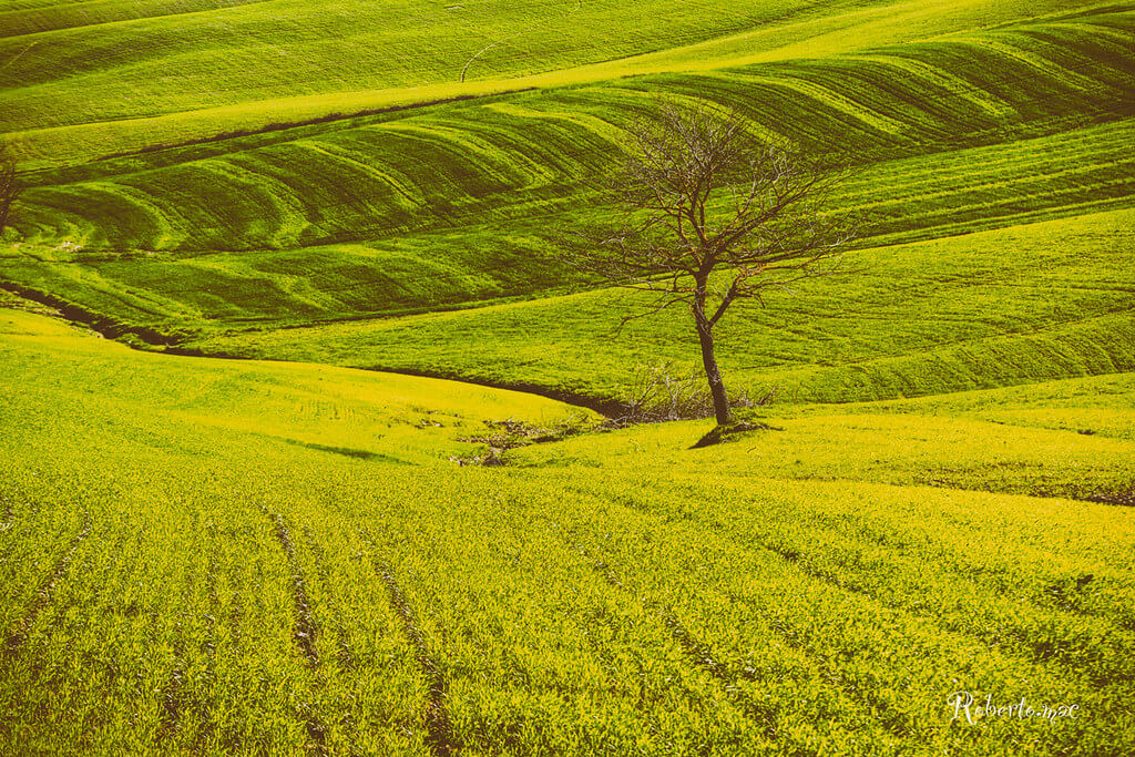 Roberto.mac. - Toscana Farm Field