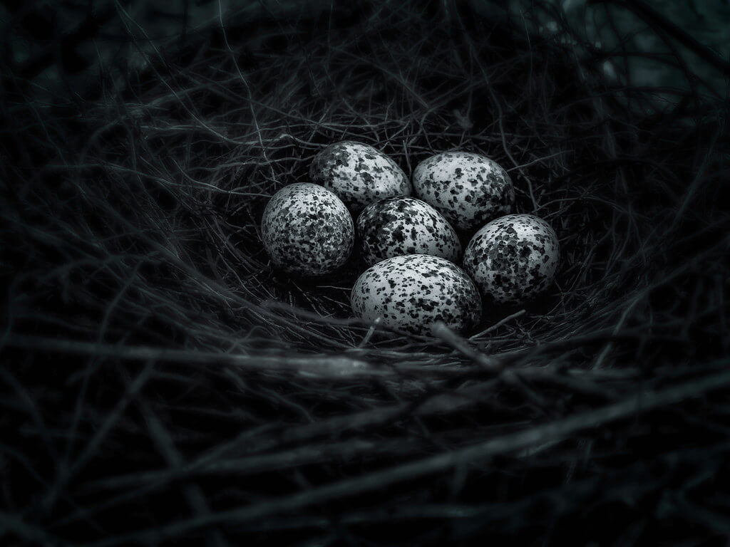 WR Takiguchi - Little Eggs