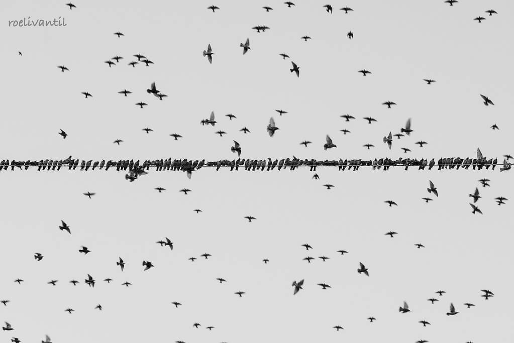 Roeli Til - 
 spreeuwen / starlings in Friesland