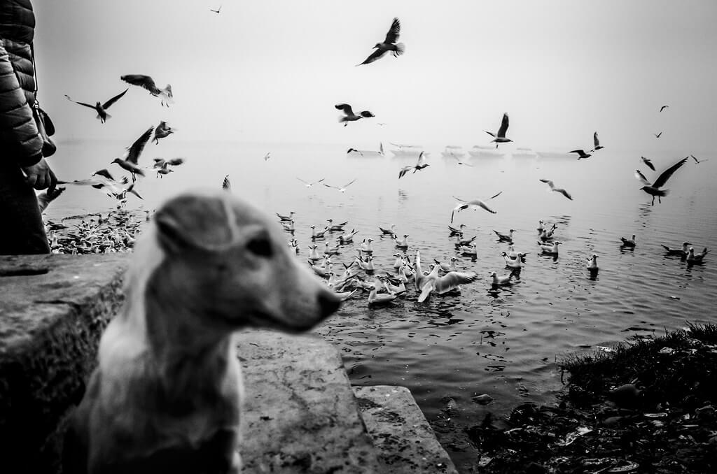 Shirren Lim - seagulls