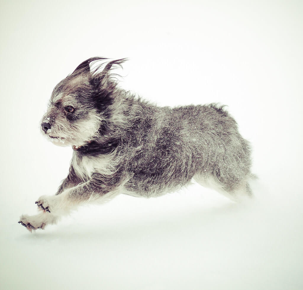 Sarah Bourque - terrier dog